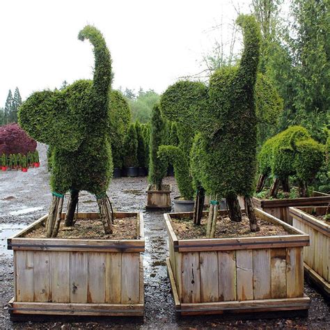 Fun Live Topiary Trees Outdoor Faux Floor Plants