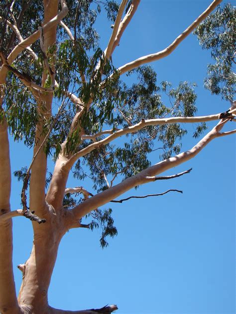 Eucalyptus Gum Tree Australia Free Photo On Pixabay Pixabay