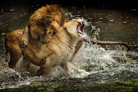 Chris Austria-Wild Animals: Male Lions Fighting