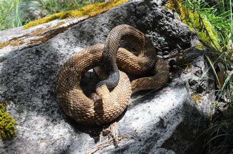 Seis Atendidos Por Mordedura De Serpiente En Durango Durante El 2022