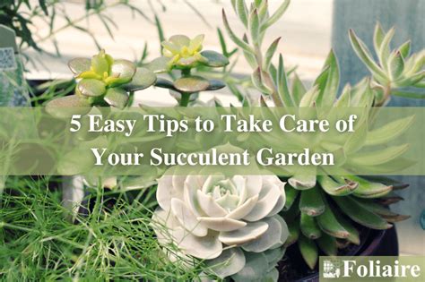 Easy Tips To Take Care Of Your Succulent Garden Foliaire Inc