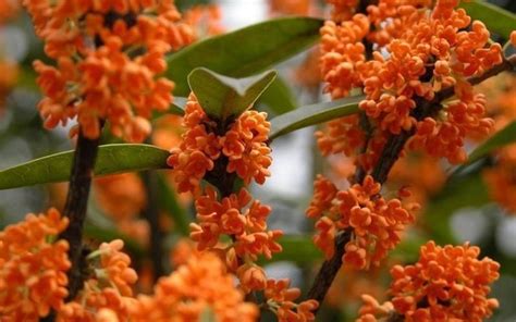 Osmanthus Fragrans Orange 5 Seeds Very Fragrant Olive Cold Hardy