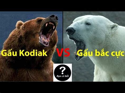 Gấu Kodiak vs Gấu bắc cực, con nào sẽ thắng #42 || Bạn Có Biết? - YouTube