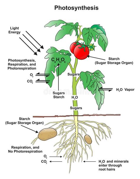 Processo De Fotoss Ntese No Diagrama Infogr Fico De Plantas Ilustra O