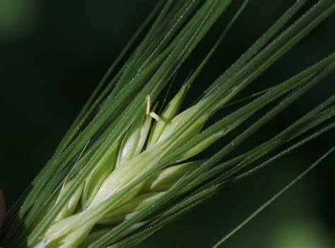 How To Plant And Grow Barleyhordeum Vulgare