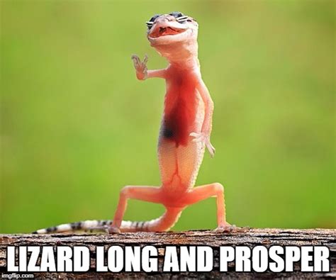 Lizard Memes And S Imgflip