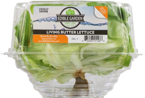 Edible Garden Living Butter Lettuce 1 Ct Kroger