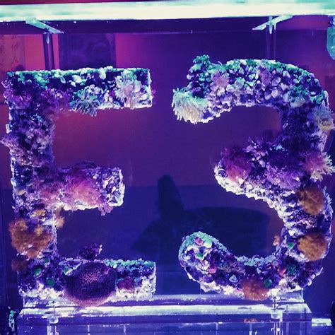 Manhattan Aquariums Installs Gravity Defying Coral Art At New Carnegie