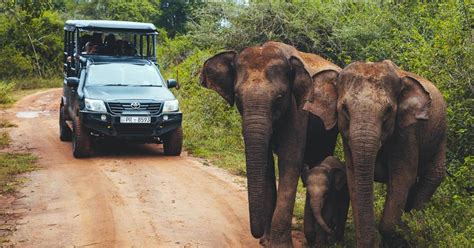 Udawalawe Private Udawalawe National Park Safari Tour Getyourguide