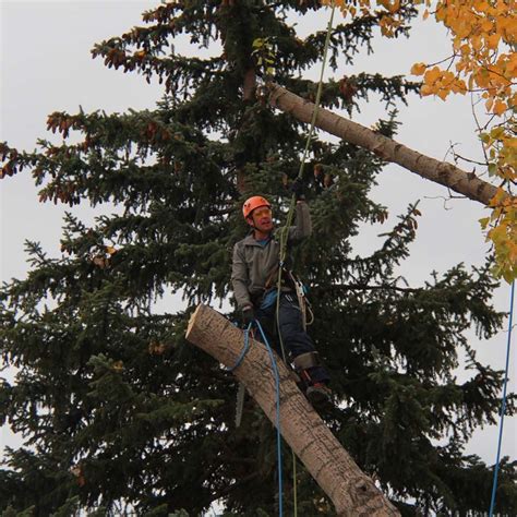 tree-limb-removal Archives - Open Canopy Tree Co.Open Canopy Tree Co.