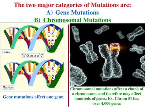 Ppt Dna Mutations Powerpoint Presentation Free Download Id237113