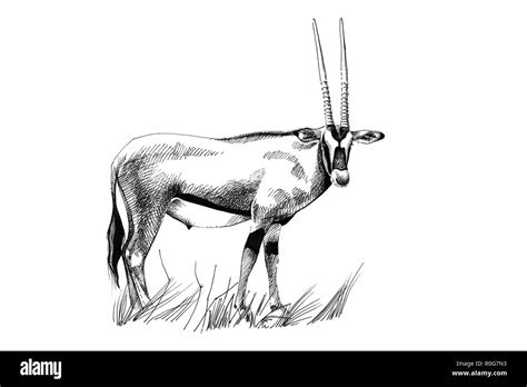 Сайгак рисунок (Большое количество фото) - drawpics.ru