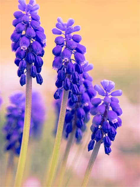 Fascinating Violet Flowers for Garden