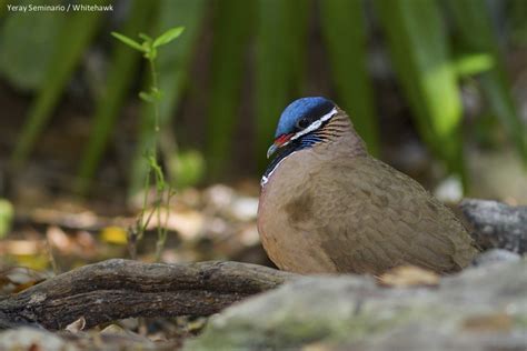 Birdwatching Cuba Culture Conservation Birding Tours With Whitehawk