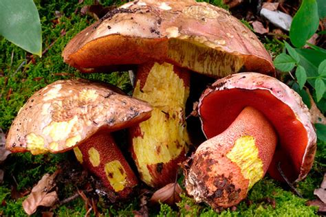 Боровик розовокожий - AgroFlora.ru