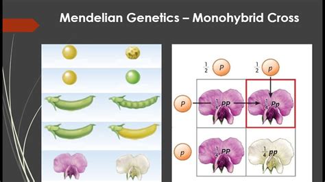 Mendel Monohybrid Cross YouTube