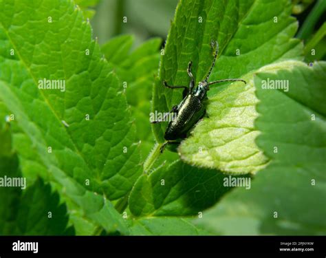 Big Golden Green Beetle Spanish Fly Cantharis Lytta Vesicatoria The