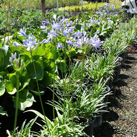 Agapanthus 'Peter Pan' - Dwarf Lily of the Nile - Mid Valley Trees