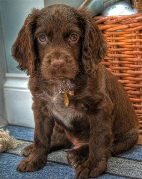 Cute and pretty brown Cocker Spaniel puppy.JPG