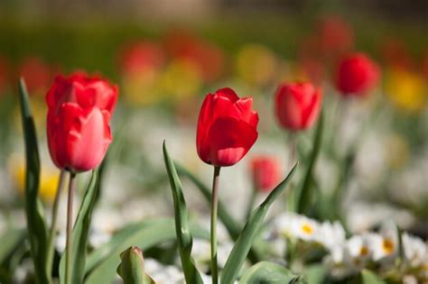 Premium Photo | Red and yellow tulips