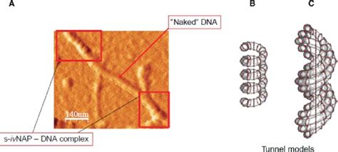 A AFM Image Of S IvNAP Partly Wrapping Genomic DNA Regions In Which