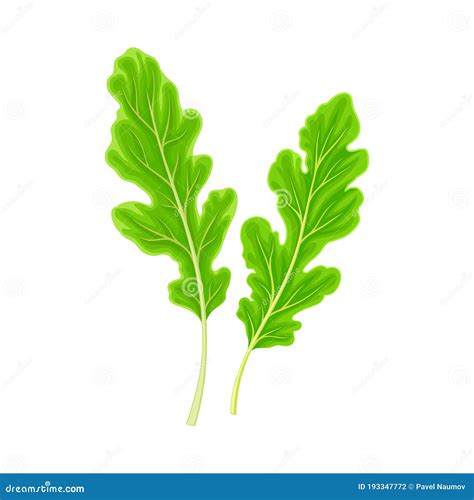 Rocket Leaf Vegetable or Salad Greens As Plant with Edible Leaves ...