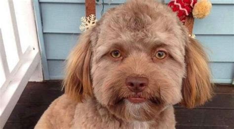 Conoce a Yogi el perro con rostro humano que causó sensación en