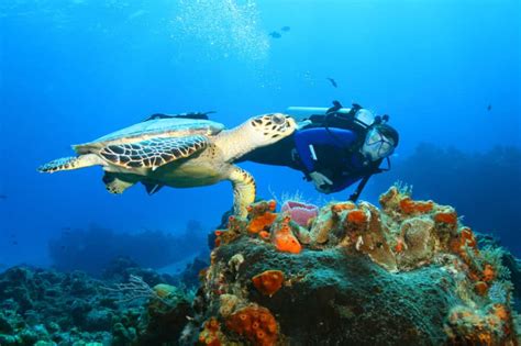 The Top Four Scuba Diving Spots In Egypts Red Sea