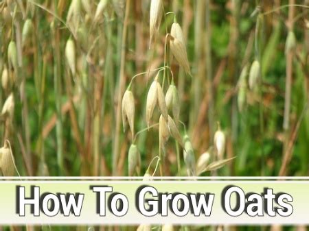 How To Grow Oats