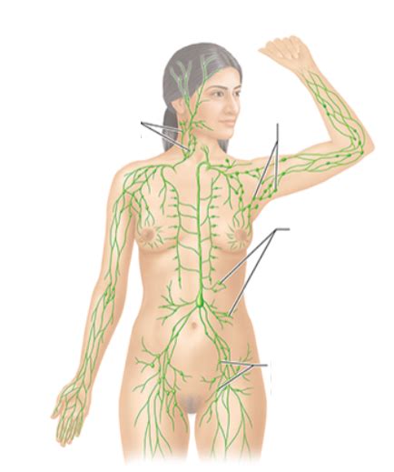 Location Structure And Function Of Lymph Nodes Diagram Quizlet