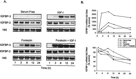 Time Course Of Igfbp Mrna Induction By Igf I Forskolin And Igf I