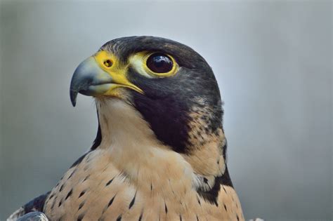 How far can a Peregrine falcon see - Falconry Advice
