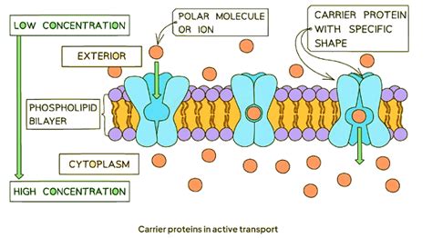 Proteins and Active Transport - Biology for GCSE/IGCSE - Year 11 PDF ...