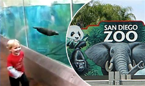 Otter Ly Adorable Boy Racing Sea Otter At San Diego Zoo Is An Internet