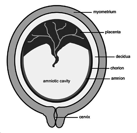 Top 92+ Pictures Amnion And Chorion Not Fused At 17 Weeks Excellent