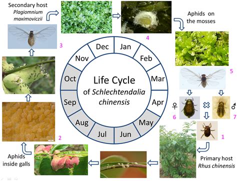 Aphids Life Cycle