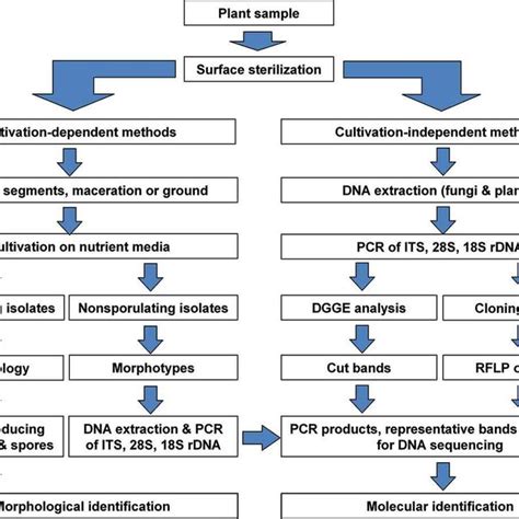 A Schematic Flowchart For Isolation And Identification Of Endophytic