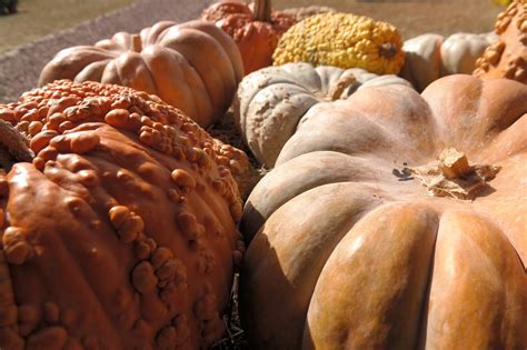 Calabazas Oto O V Spera De Todos Foto Gratis En Pixabay Pixabay