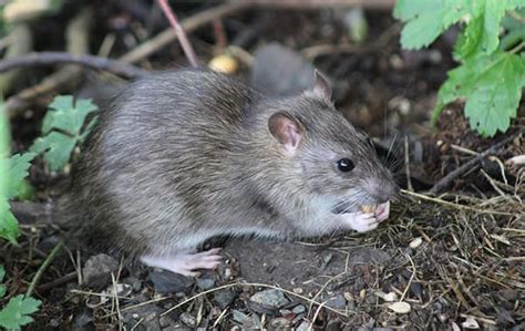 Rodent Identification Guide For Mice Rats In South TX