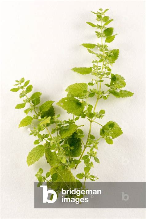 Image Of Botanical Boardmelissa Officinalismelisse Officinalelemon Balm