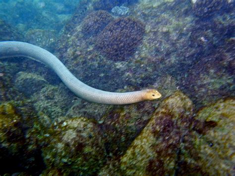 Man Dies After Sea-snake Bite in Freak Accident - Newsweek