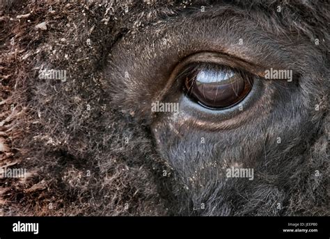 Goodinfo: Bull Eye Close Up