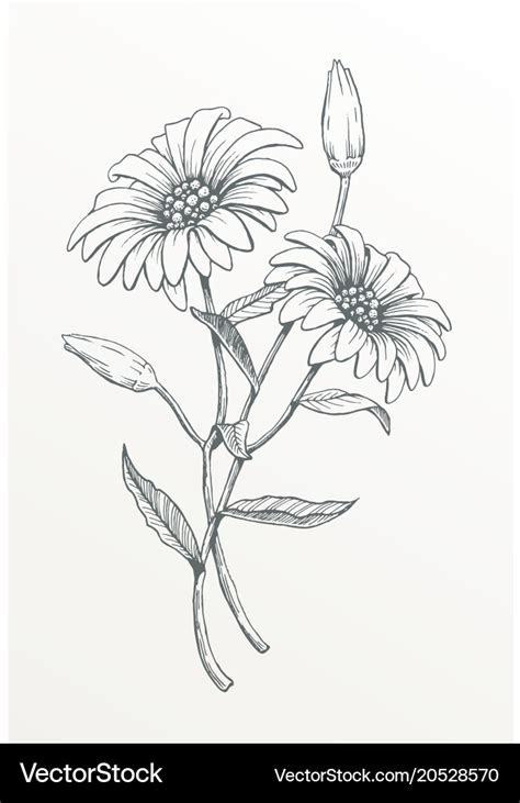 Two Hand Drawn Daisies Royalty Free Vector Image