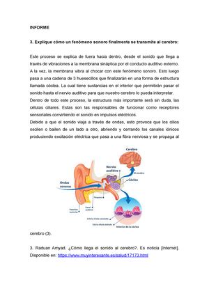 Informe S3 Fisiología SEM D FISIOLOGÍA SEMINARIO V Ciclo de Estudios