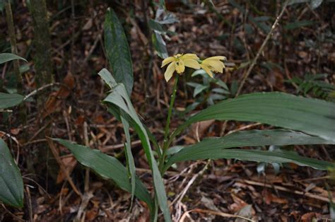 Calanthe Woodfordii Orchidaceae Image 95348 At PhytoImages Siu Edu