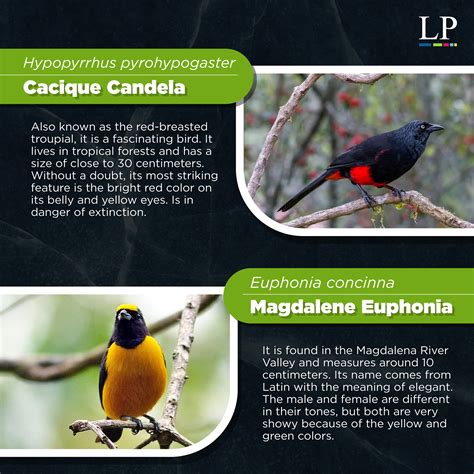 Gallery 10 Birds Of Colombia Unique In The World LatinAmerican Post