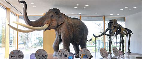 富山にいたナウマンゾウ｜富山市科学博物館 Toyama Science Museum