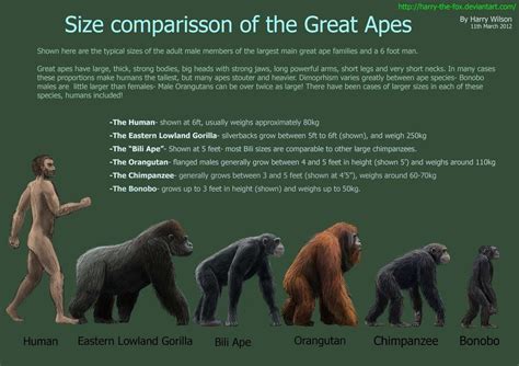 The Size Comparison Of The Great Apes