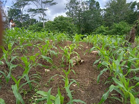 Panduan Lengkap Cara Menanam Jagung Dari Benih Hingga Panen