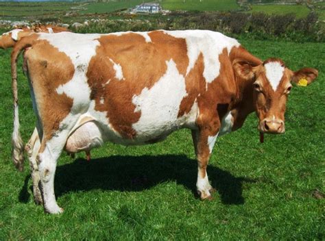 Dairy Cow Farming About Dairy Cows Housing And Characteristics